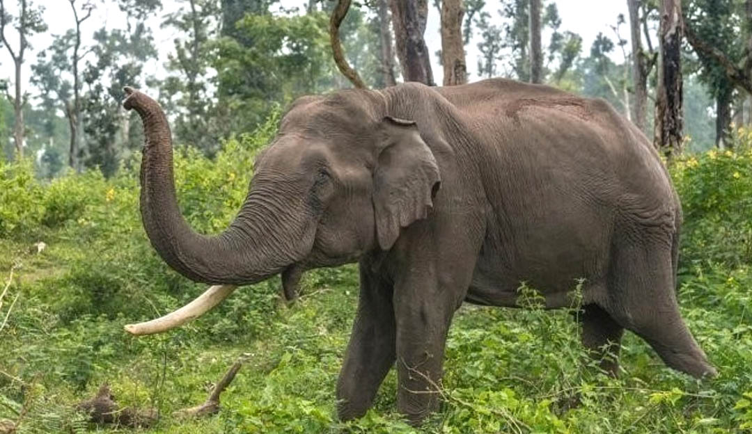 झापामा फेरि हात्तीको आक्रमण, शौचालय जान निस्किएका लिम्बूको ज्यान गयो