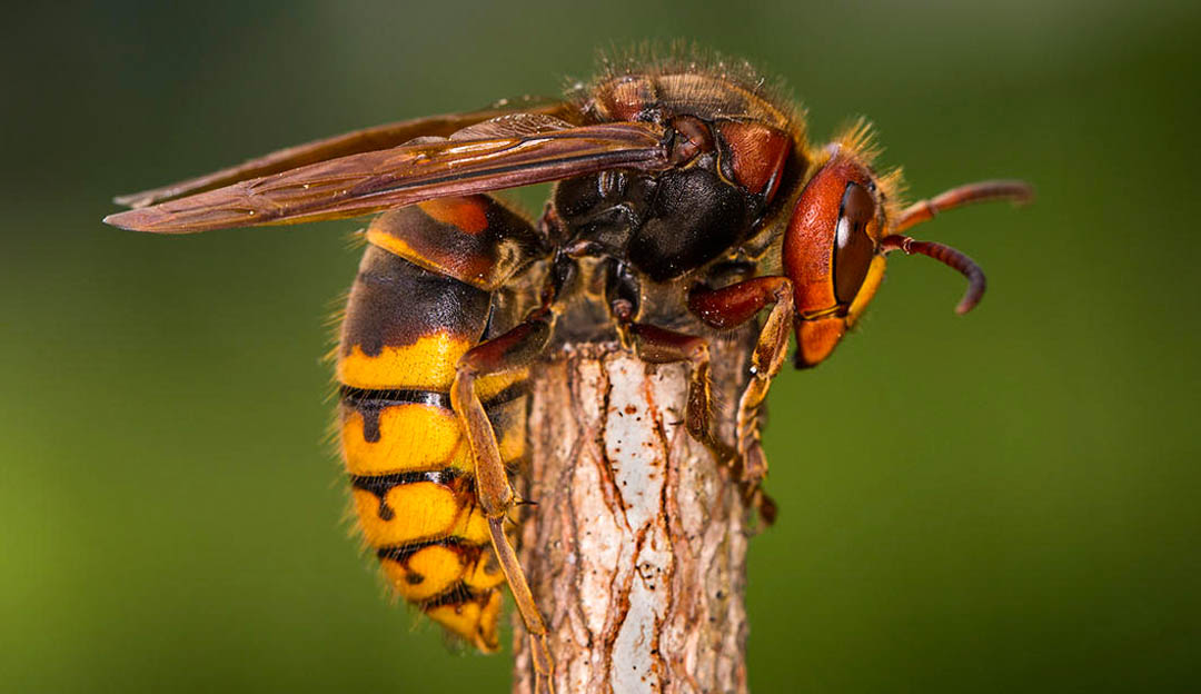 रोल्पामा अरिङ्गालको टोकाइबाट एक विद्यार्थीको मृत्यु, पाँच घाइते
