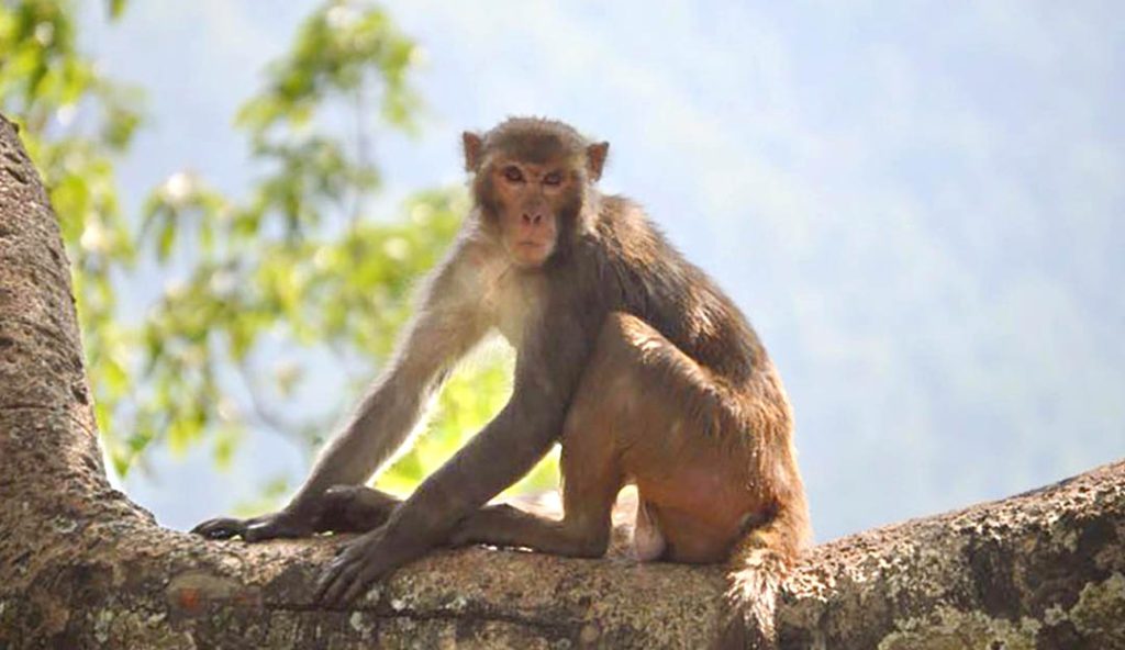 बाँदरको आक्रमणले किसानको ज्यान गयो