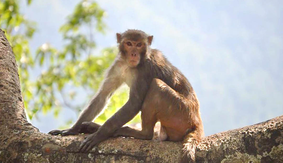 बाँदरको आक्रमणले किसानको ज्यान गयो