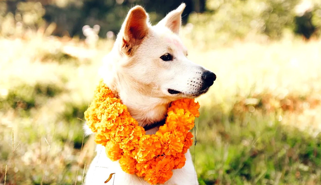 कुकुर तिहार र नरक चतुर्दशीः श्रद्धा, सम्मान र आत्मशुद्धिको दिवस
