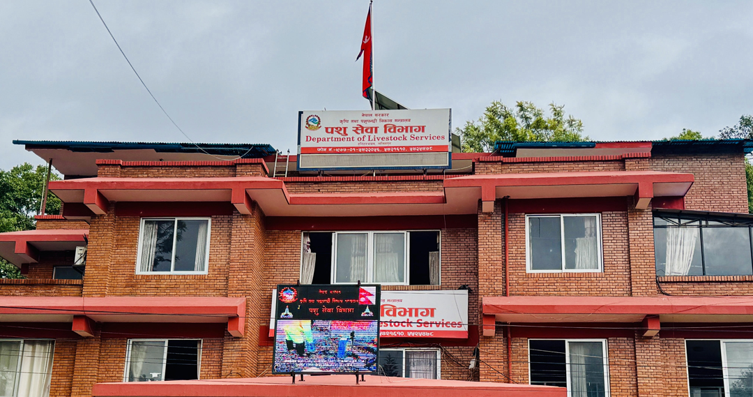 बर्डफ्लु नियन्त्रणमा, नयाँ संक्रमण शून्य: किसानले पाए राहत, बजारमा कुखुरा र अण्डाको माग बढ्दै